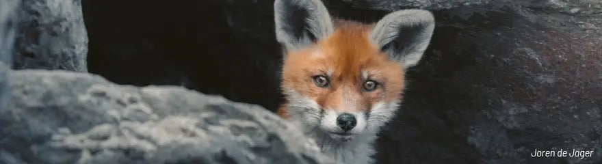 10 tips for photographing young animals