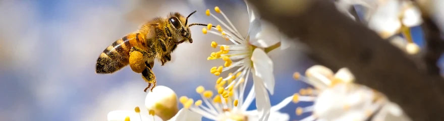 10 tips for macro photography in spring