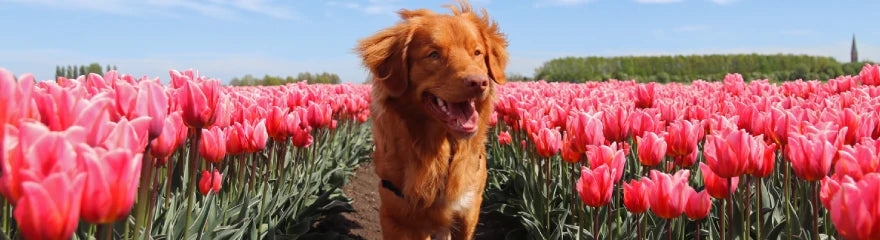 10 tips for photographing tulips
