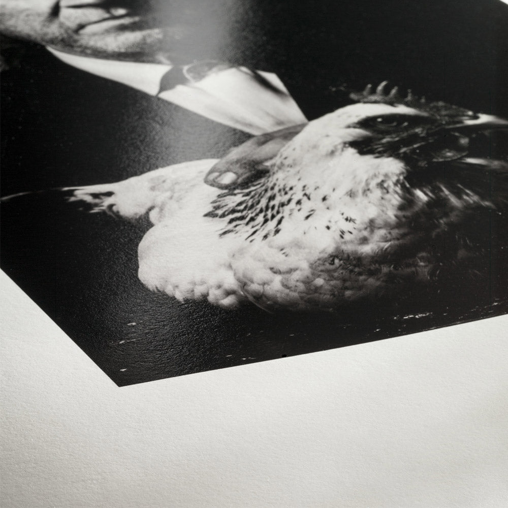 Hahnemühle Photo Rag Baryta A3 25 Blatt