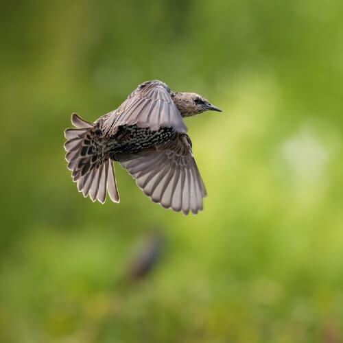 Sony A7R V Gehäuse